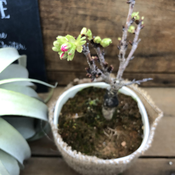 一才桜♡即完売♡テーブルで楽しむ♡旭山♡ガーデニング♡観葉植物 4枚目の画像