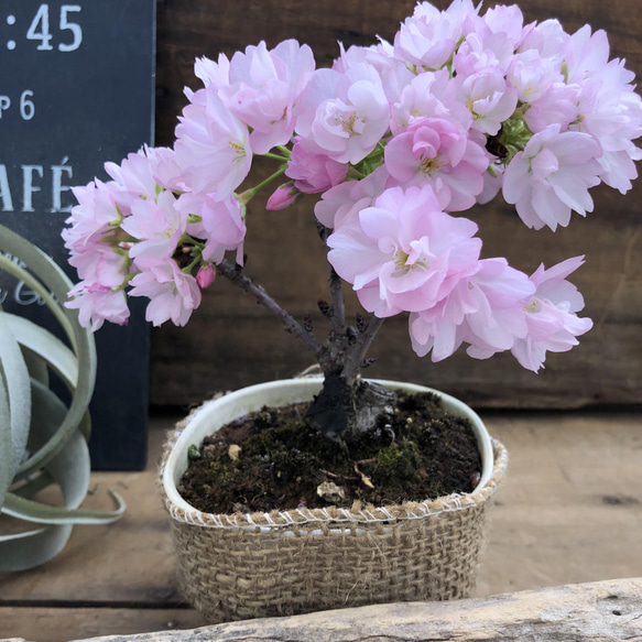 一才桜♡即完売♡テーブルで楽しむ♡旭山♡ガーデニング♡観葉植物 12枚目の画像