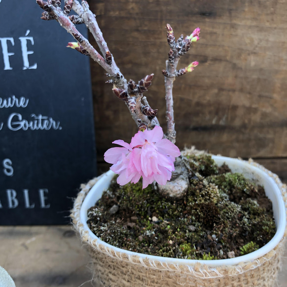 一才桜♡即完売♡テーブルで楽しむ♡旭山♡ガーデニング♡観葉植物 8枚目の画像