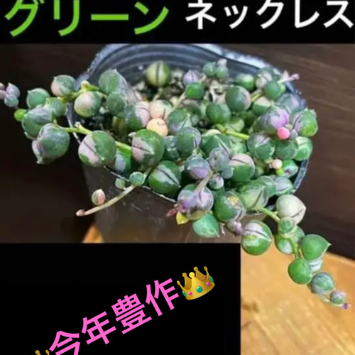 希少‼️ピンク斑入りグリーンネックレス✳️根付きとcut✂︎ ☆ご購入  