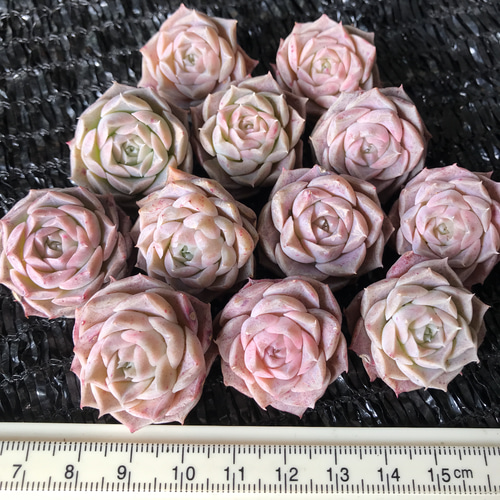 多肉植物 レア新品種 ピンク薔薇 抜き苗 1苗1500円 多肉植物 愛