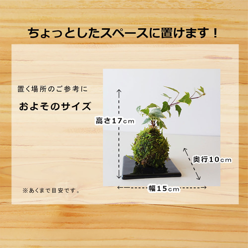 最新作 無骨なアイアン脚2点1セットｋ　イベント什器 　苔玉　ミニ盆栽 最新作 無骨なアイアン脚2点1セットk イベント什器 苔玉 ミニ