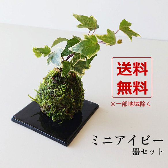 苔玉の入門版、丈夫で育てやすい【ミニアイビー苔玉・黒角器