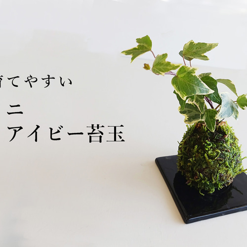 苔玉の入門版、丈夫で育てやすい【ミニアイビー苔玉・黒角器