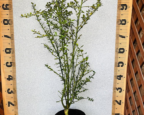 柑橘2年生　フィンガーライム接木苗／苗　5鉢まとめて　撮影品発送 柑橘2年生 フィンガーライム接木苗／苗 5鉢まとめて 撮影品発送