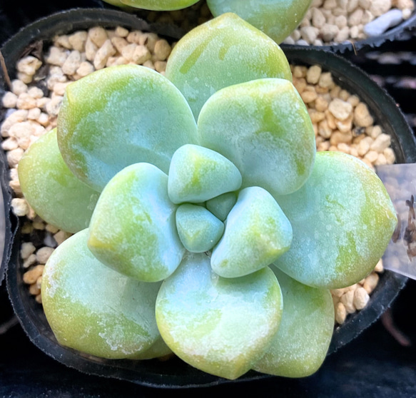 天使の雫　韓国苗　多肉植物 1枚目の画像