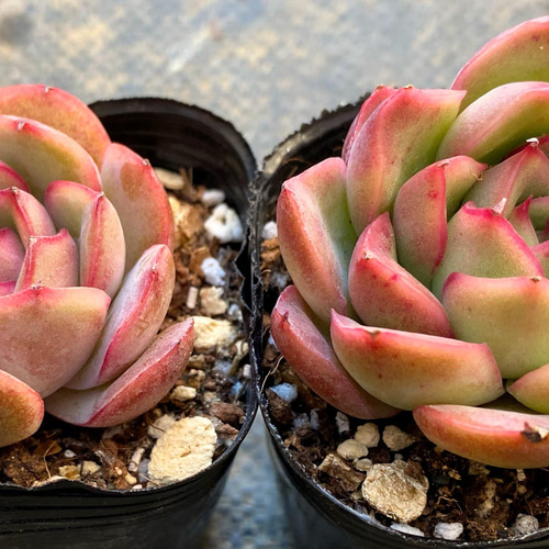 キャルムフレグランス 韓国苗 多肉植物 多肉植物 プクニク 通販