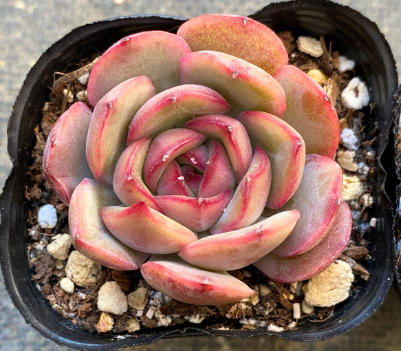 専用です　　GWセール　多肉植物　プリズム　韓国苗 楽天市場】プリズム エケベリア属 多肉植物 9cmポット観葉植物