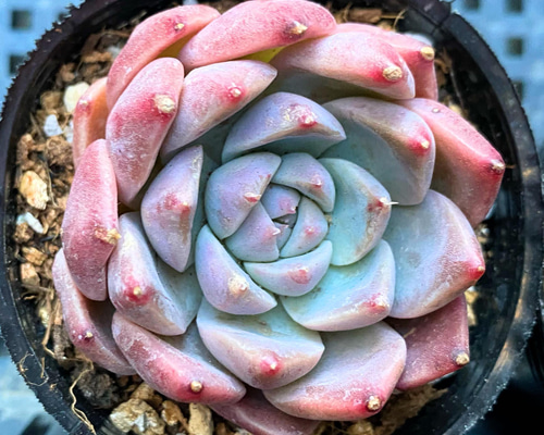 多肉植物　韓国苗　ドリームスーツ　抜き苗 楽天市場】多肉植物 エケベリア ドリームスーツ 韓国苗 抜き苗 カット