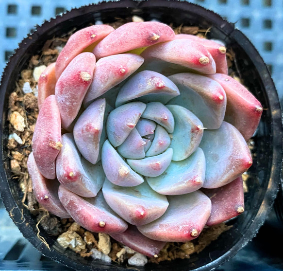 ドリームスーツ 韓国苗 多肉植物 多肉植物 プクニク 通販 13242868