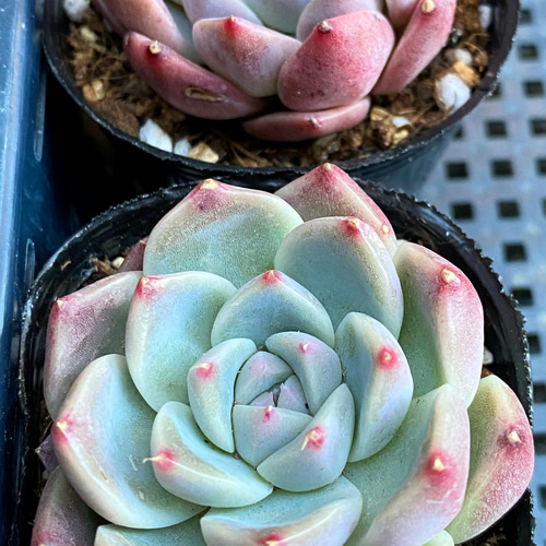【新入荷】エケベリア　韓国苗　パープルスプリングドリーム　超特大　多肉植物 新入荷｜送料込】エケベリア 韓国苗 超大苗 パープルスプリング