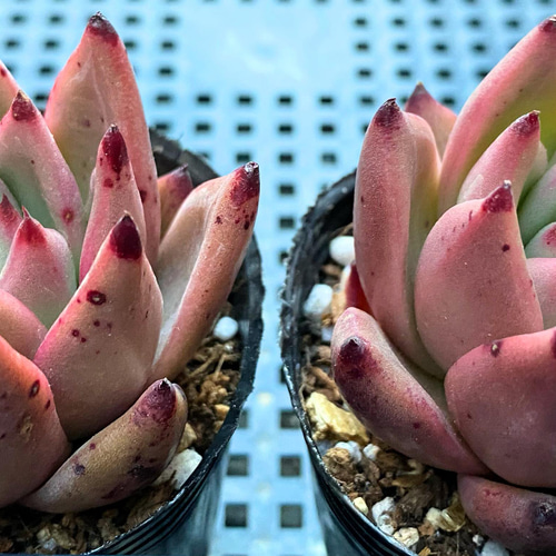 レッドダイヤモンド 韓国苗 多肉植物 多肉植物 プクニク 通販 13242920