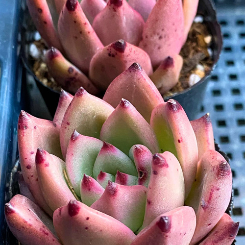 レッドダイヤモンド 韓国苗 多肉植物 多肉植物 プクニク 通販 13242920