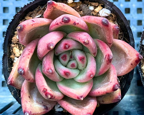 多肉植物　韓国苗　レッドマディバ　発根済み 2026年最新】レッドマディバの人気アイテム - メルカリ