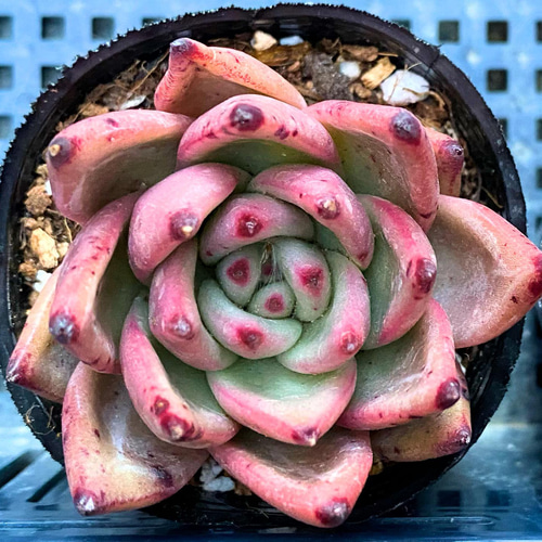 レッドダイヤモンド 韓国苗 多肉植物 多肉植物 プクニク 通販 13242920