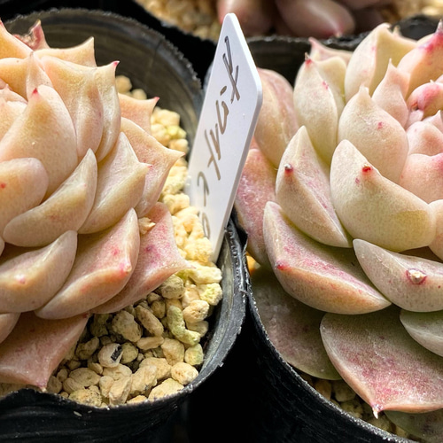 ホワイトピーチ 韓国苗 多肉植物 多肉植物 プクニク 通販
