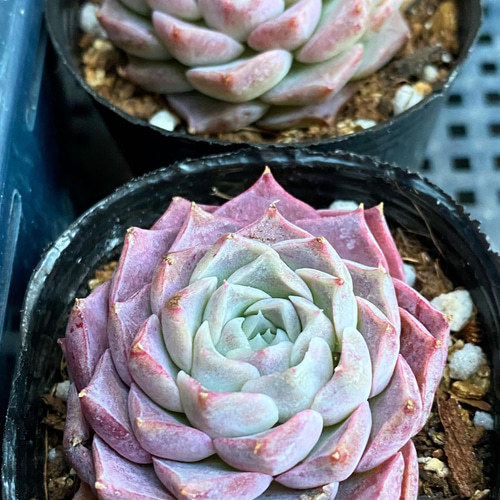 ホワイトピーチ 韓国苗 多肉植物 多肉植物 プクニク 通販 13242945