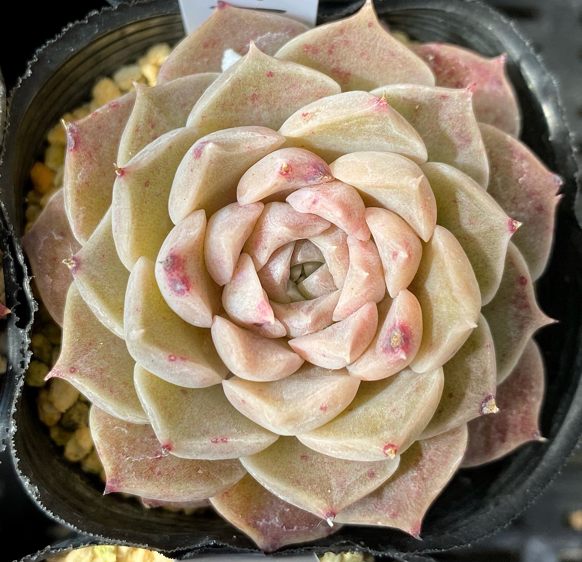 多肉植物 ワイルドベリー 韓国苗 （韓国苗&海外直輸入苗の多肉