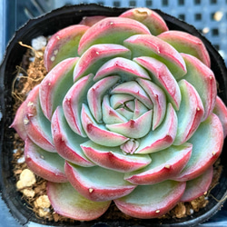 フレンチローズ 韓国苗 多肉植物 多肉植物 プクニク 通販 13242956