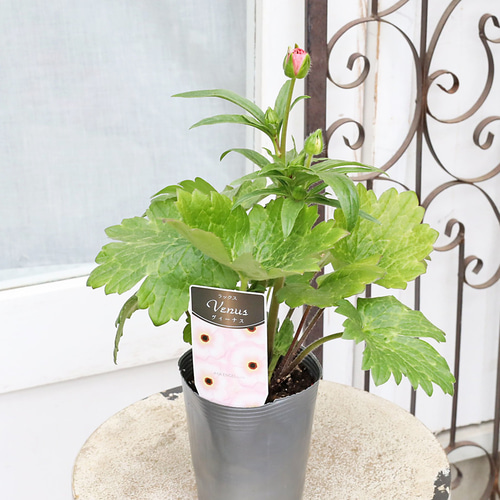 宿根草【タグ付】ラナンキュラスラックス『アリアドネ・ヘスティア』寄せ植え　セット 値引きセール 花苗 ラナンキュラス ラックス アリアドネ ヴィーナス