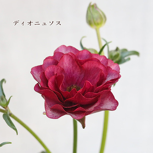 値下げセール 鉢花 ラナンキュラス ラックス ディオニュソス