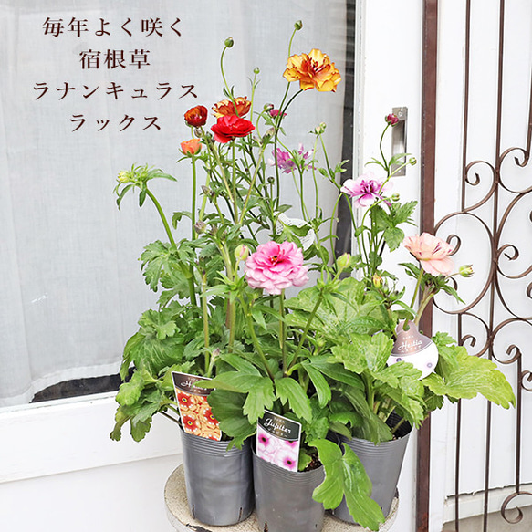 値引きセール 花苗 ラナンキュラス ラックス アリアドネ ヴィーナス