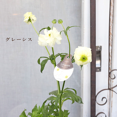 値引きセール 花苗 ラナンキュラス ラックス アリアドネ ヴィーナス
