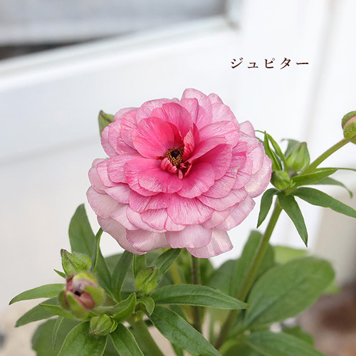 花苗 ラナンキュラス ラックス アリアドネ ヴィーナス ジュピター