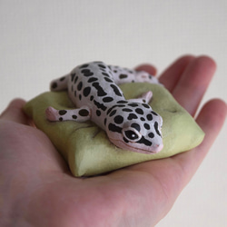 Sleeping Leopard gecko-Mack snow 第5張的照片