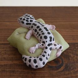 Sleeping Leopard gecko-Mack snow 第4張的照片