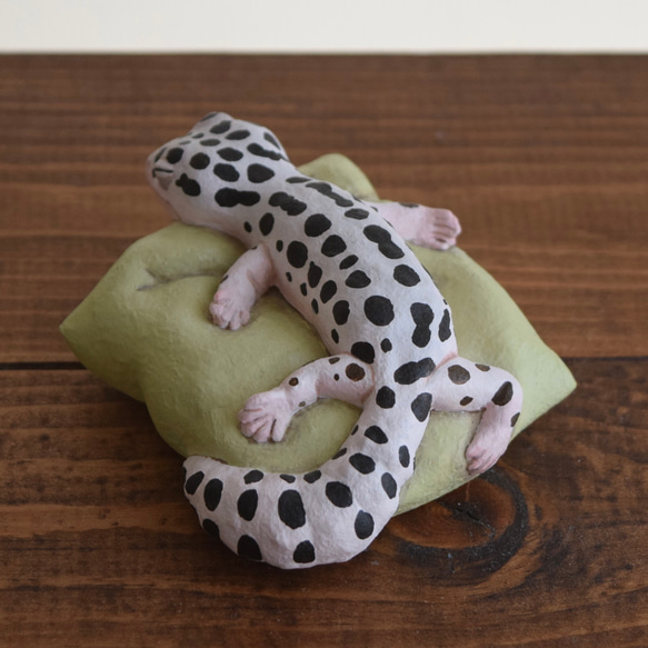 Sleeping Leopard gecko-Mack snow 第4張的照片