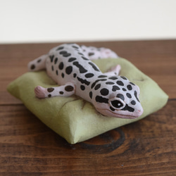 Sleeping Leopard gecko-Mack snow 第1張的照片