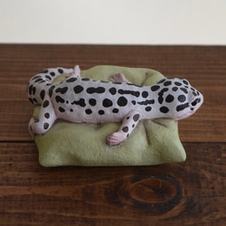 Sleeping Leopard gecko-Mack snow 第6張的照片