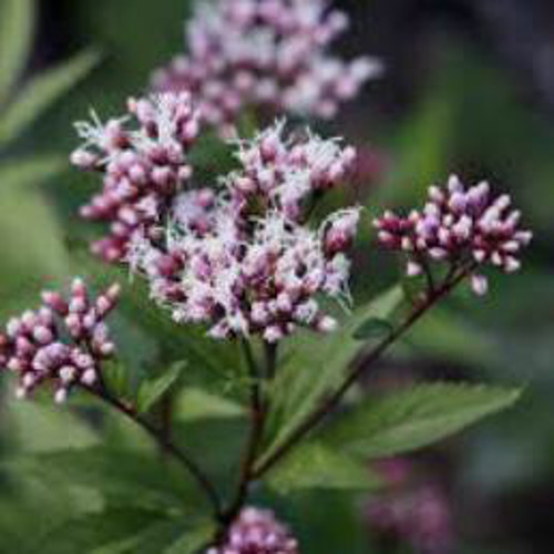 ピンク②山野草 ピンクのフジバカマ(藤袴) 大株 ピンク③山野草 ピンクのフジバカマ(藤袴) 大株 ピンク③山野草