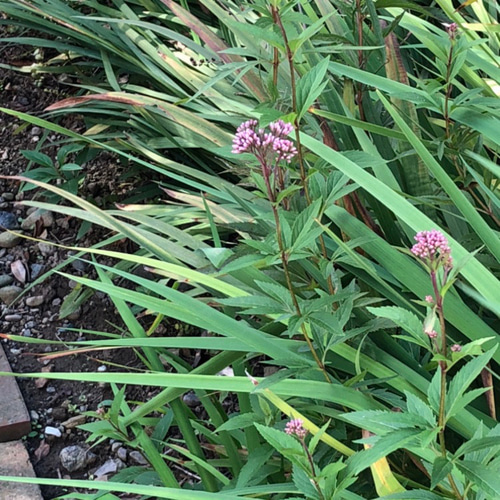 特価】フジバカマ 種子 多め 4本分 ＊ 藤袴 山野草 多年草 その他素材