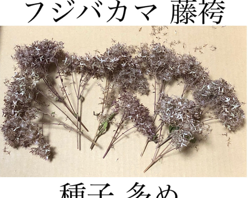 山野草 藤袴ガチャ⑤ 白いフジバカマ 抜き苗 山野草 藤袴ガチャ③ 白いフジバカマ 抜き苗