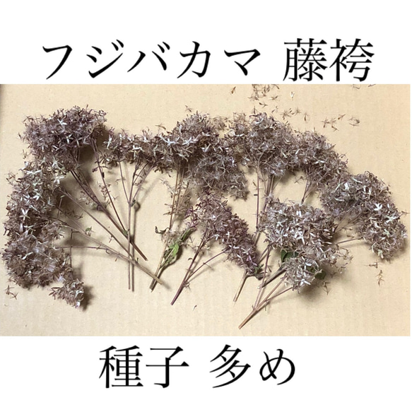 特価】フジバカマ 種子 多め 4本分 ＊ 藤袴 山野草 多年草