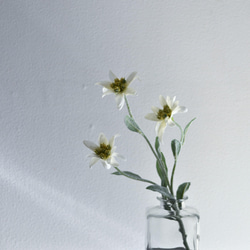 咲き続けるエーデルワイス(角ガラス)　マジカルウォーター　癒しのフラワーインテリア　アーティフィシャルフラワー 2枚目の画像