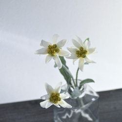 咲き続けるエーデルワイス(角ガラス)　マジカルウォーター　癒しのフラワーインテリア　アーティフィシャルフラワー 4枚目の画像