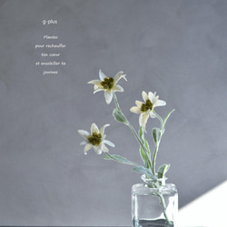 咲き続けるエーデルワイス(角ガラス)　マジカルウォーター　癒しのフラワーインテリア　アーティフィシャルフラワー 1枚目の画像