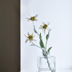 咲き続けるエーデルワイス(角ガラス)　マジカルウォーター　癒しのフラワーインテリア　アーティフィシャルフラワー 3枚目の画像