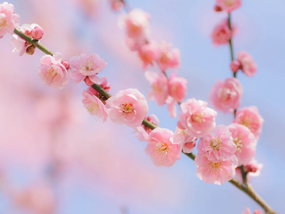 【期間限定】友禅でおめかし　”梅ノ香礼讃（うめのからいさん）”　梅の花＆梅花白檀　リアル梅の花ノ香と粉香”梅花白檀 6枚目の画像