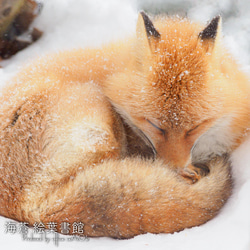 [照片藝術面板]雪中的夢（Ezo red fox） 第2張的照片