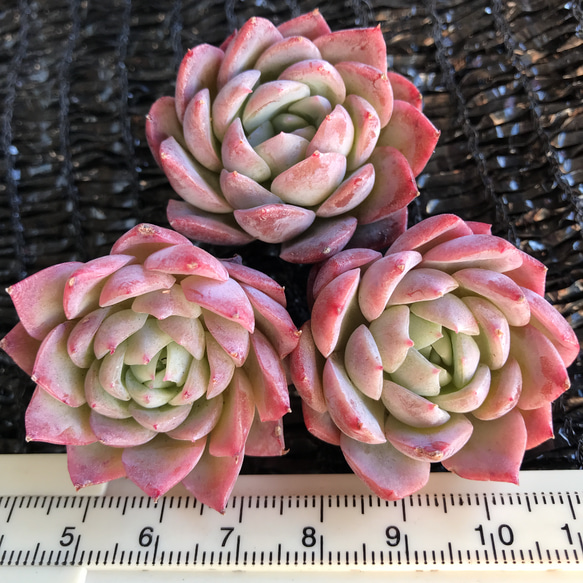 厳選美苗　多肉植物　新品種　Echeveria ice cream  1苗999円 2枚目の画像