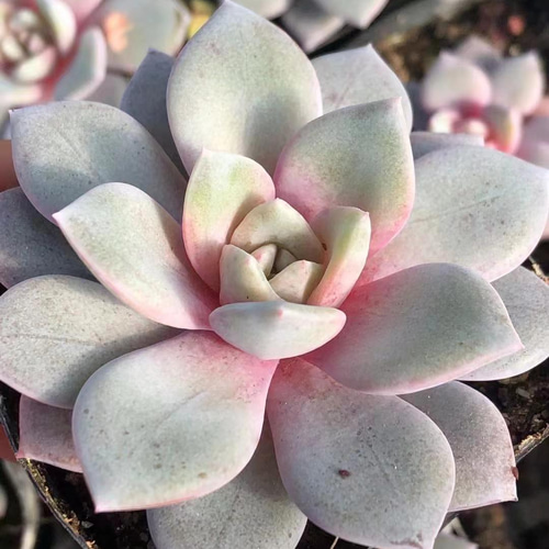 多肉植物 ドイツシャンペン 固