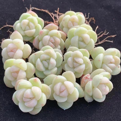 多肉植物 レア新品種 琥珀凍グス 抜き苗 3cm 1苗1200円 多肉植物 愛