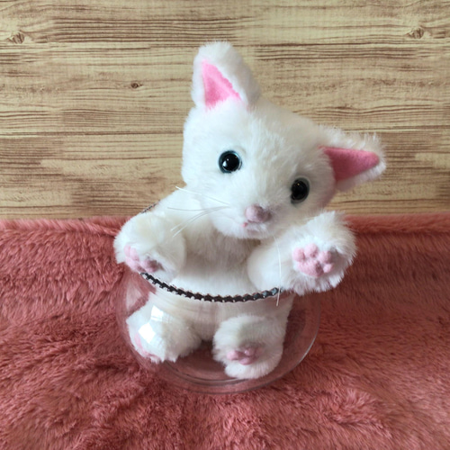 ふわふわ白猫