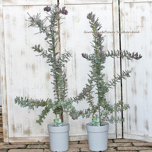 庭木植木 アカシア ダークアイ 5号ポット ミモザ 銀葉 常緑樹 蕾付き