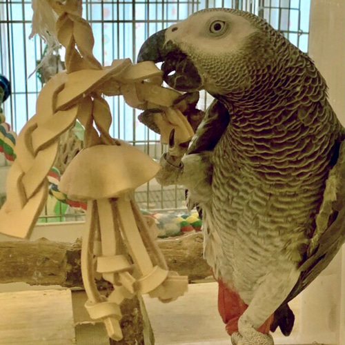 送料無料【ヨウム大型インコ向け】 本革牛ヌメ革❤️ガシガシ系鳥の