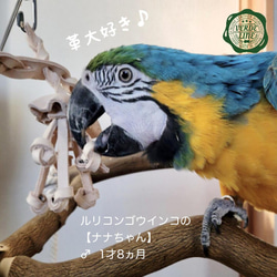 送料無料【ヨウム大型インコ向け】 本革牛ヌメ革❤️ガシガシ系鳥のおもちゃ【クラゲくん】 leather bird toy 7枚目の画像